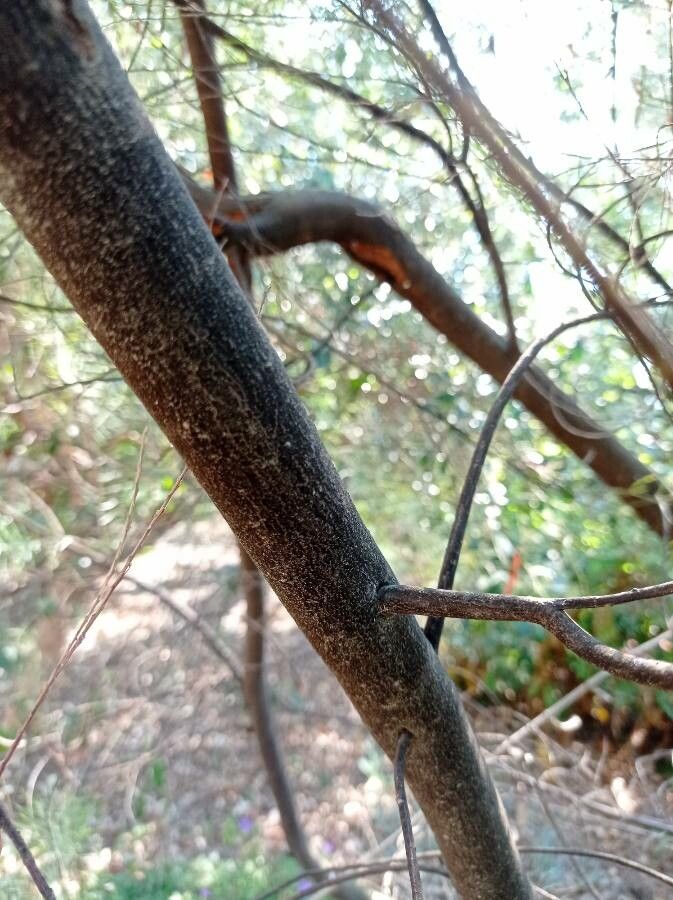 Acacia boormanii bark