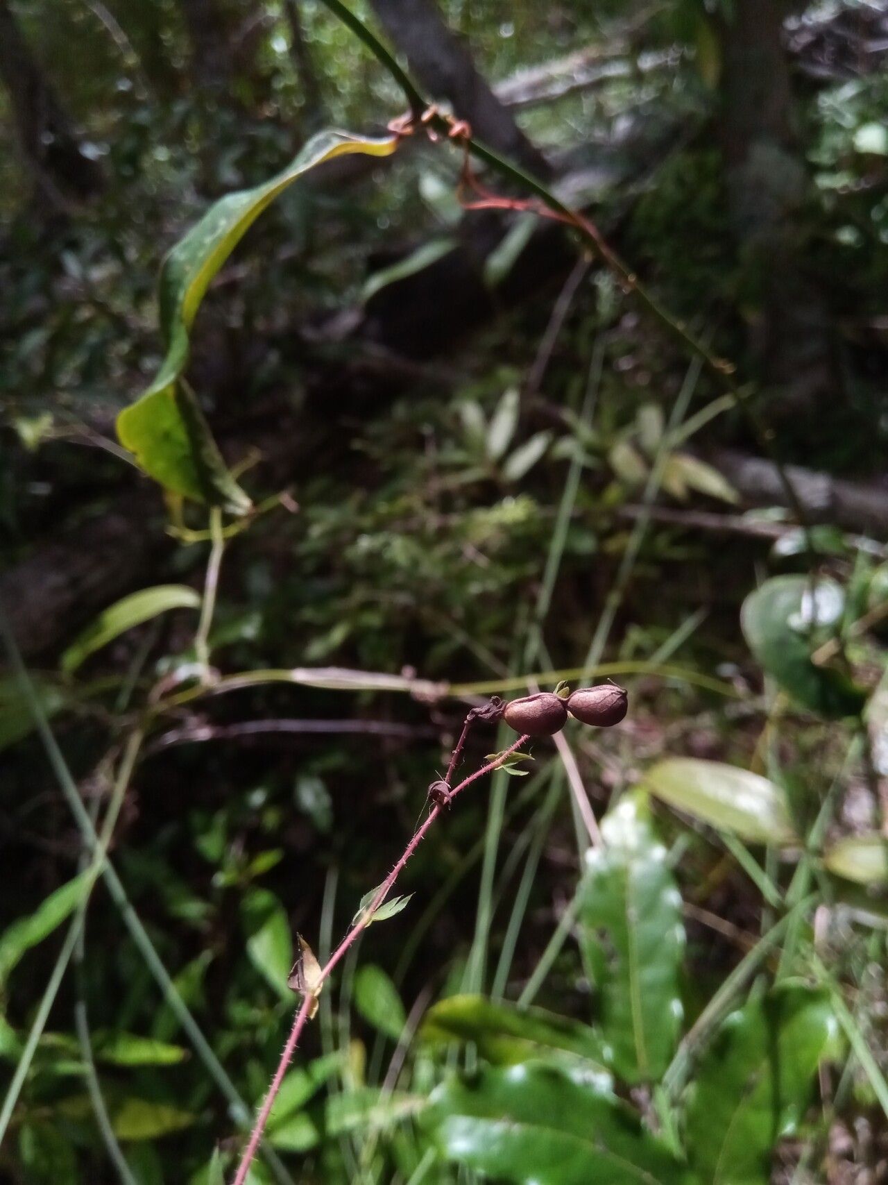 Aeschynomene heurckeana fruit