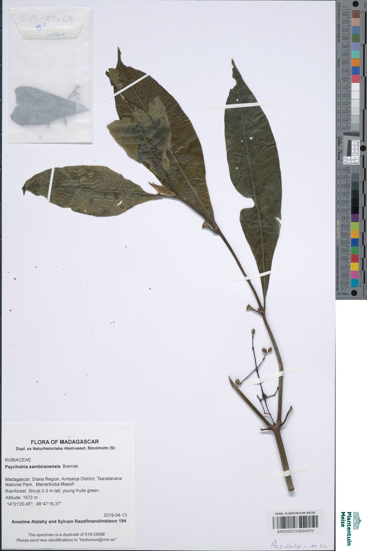 Psychotria sambiranensis — houseplant care guide