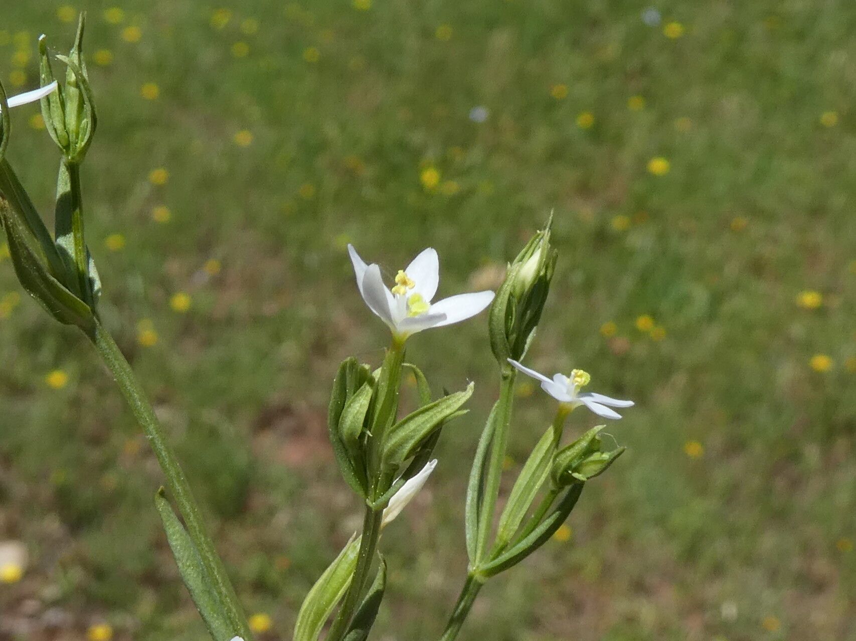 Centaurium pulchellum bark