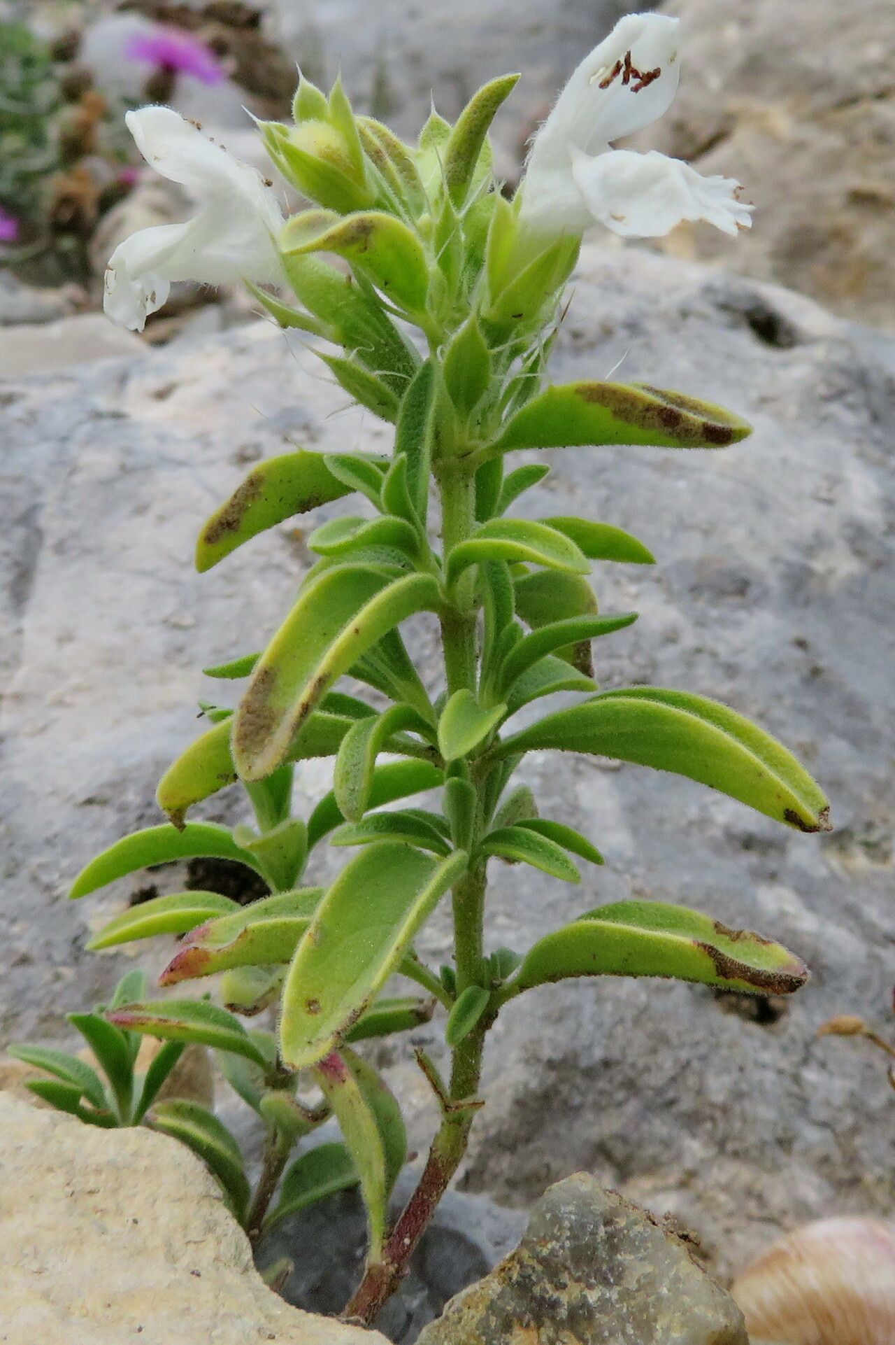 Dracocephalum renati — search result for 'Dracocephalum'