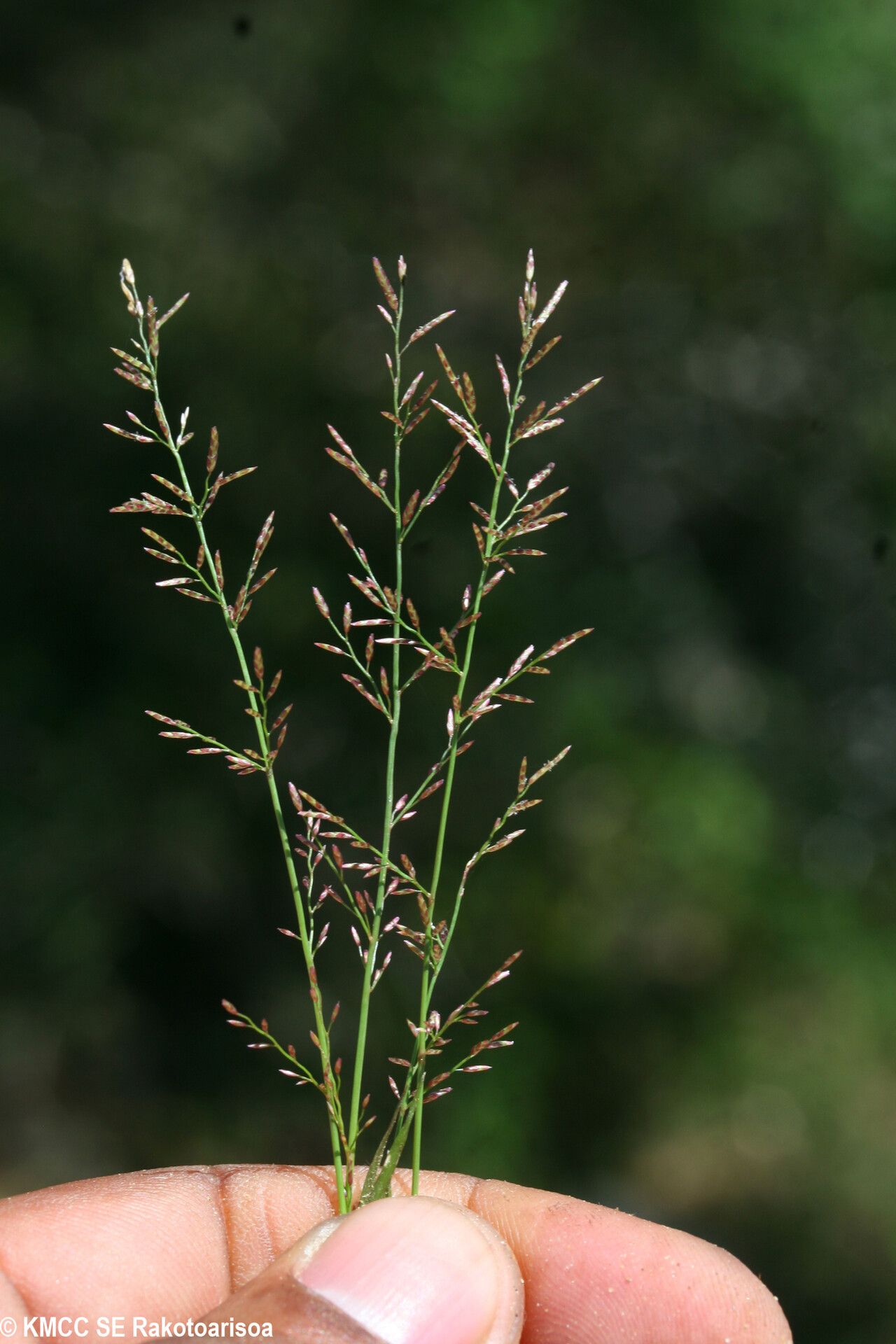 Eragrostis capuronii flower