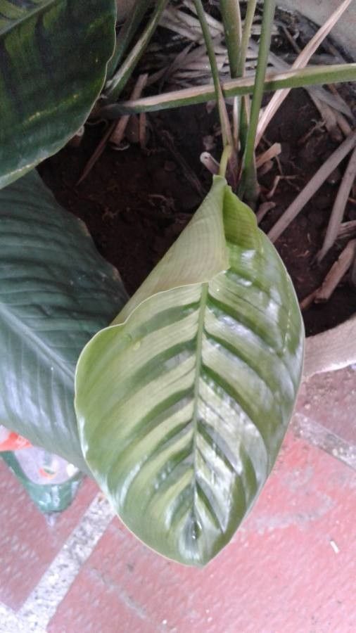 Calathea anulque leaf