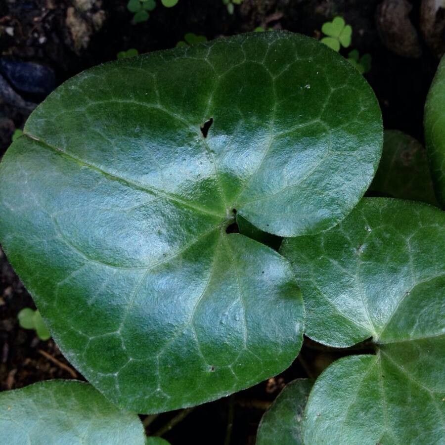 Asarum europaeum — search result for 'Zingiber'