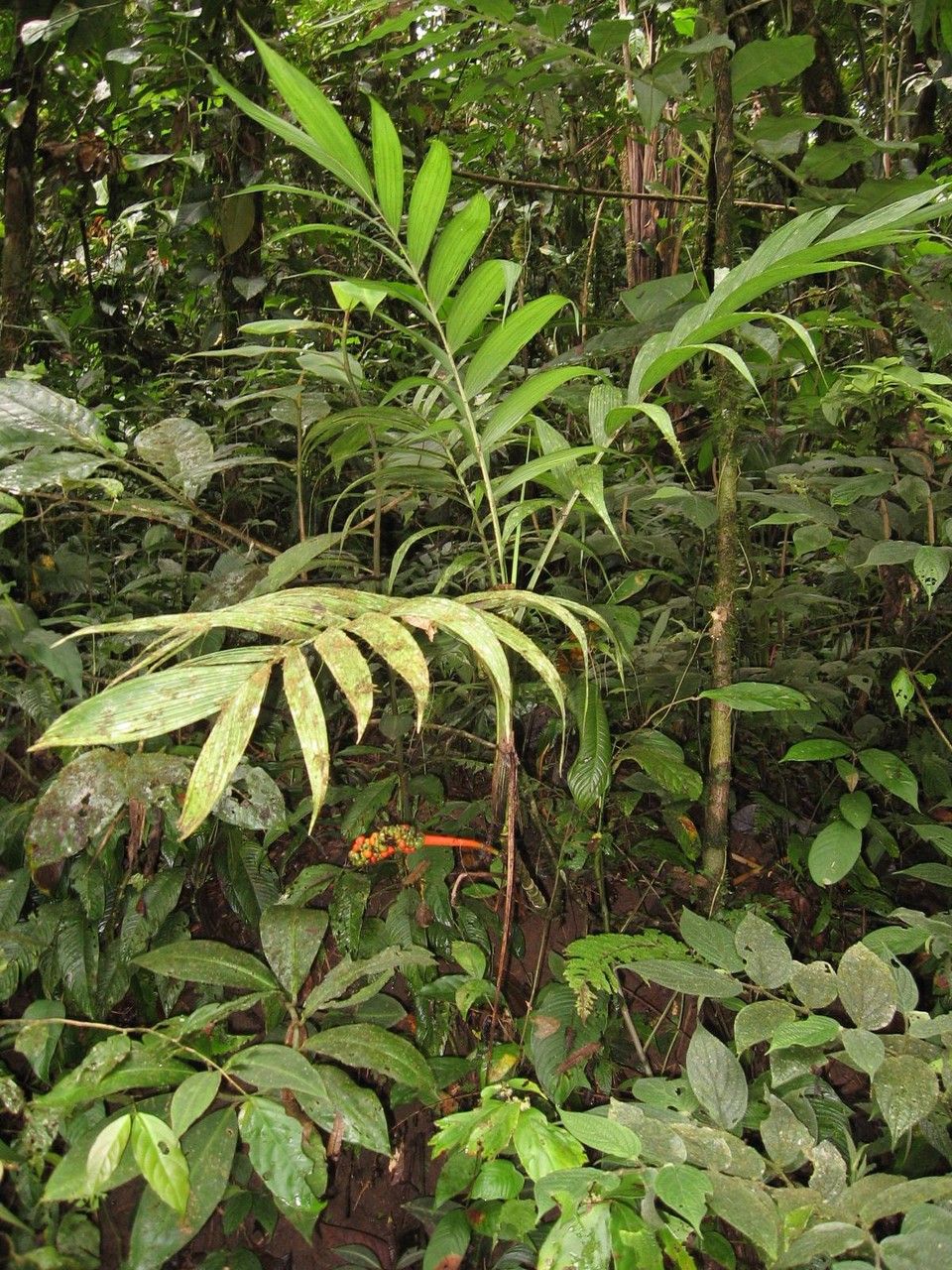 Chamaedorea crucensis habit