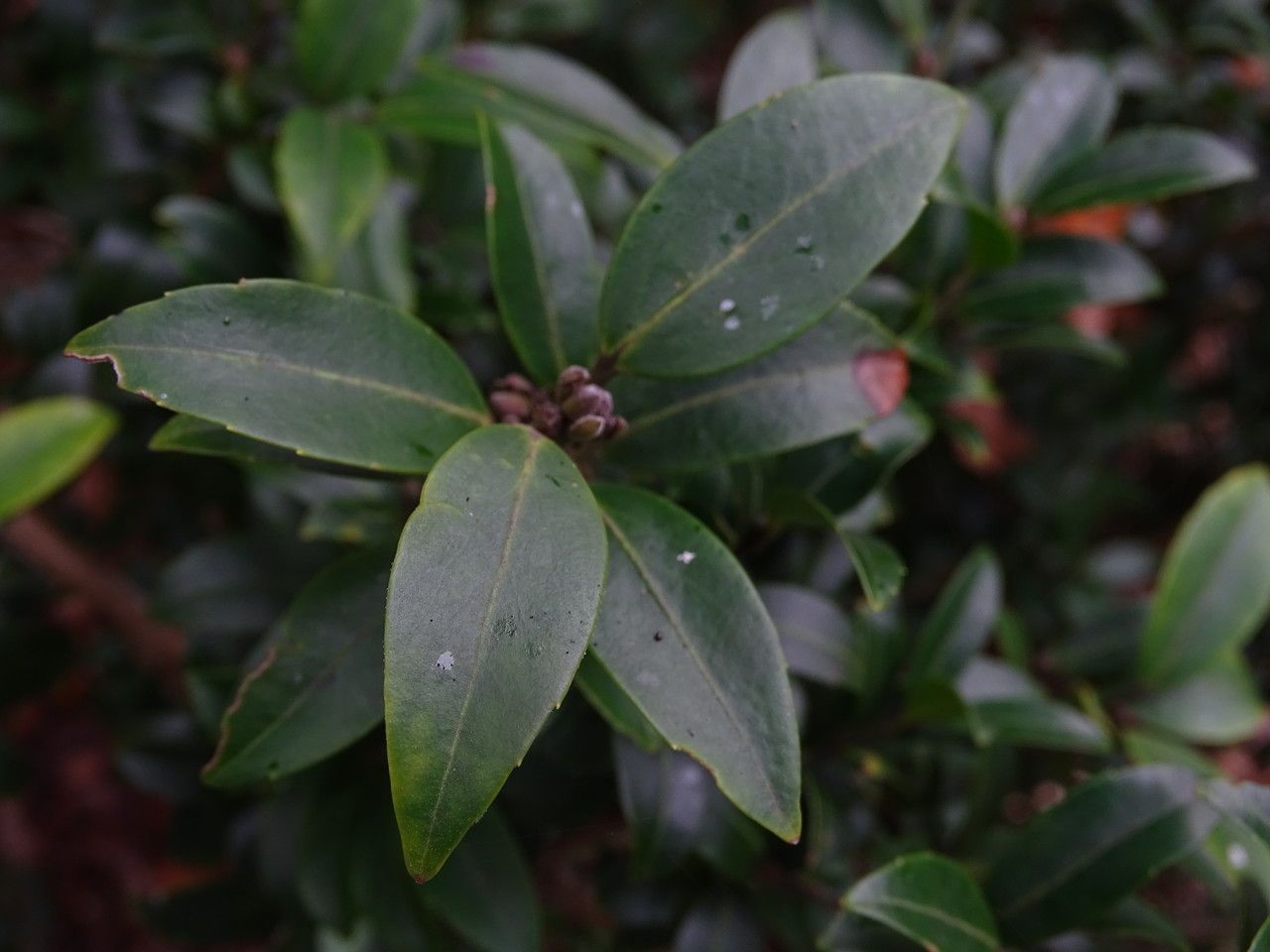 Ilex sugerokii — search result for 'Ilex'