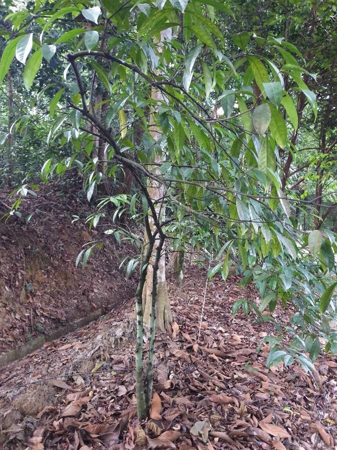 Phaleria capitata bark