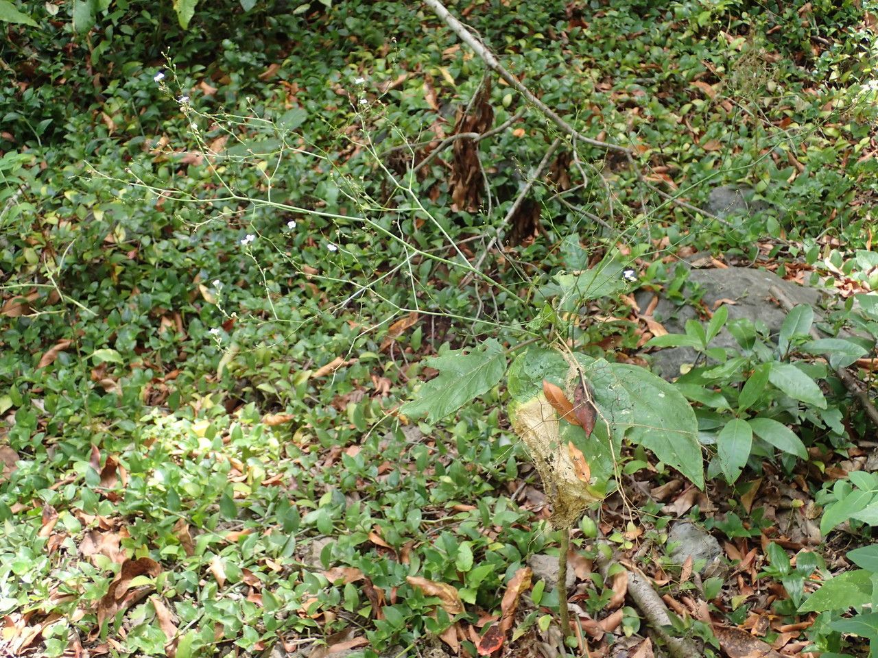 Crambe santosii habit