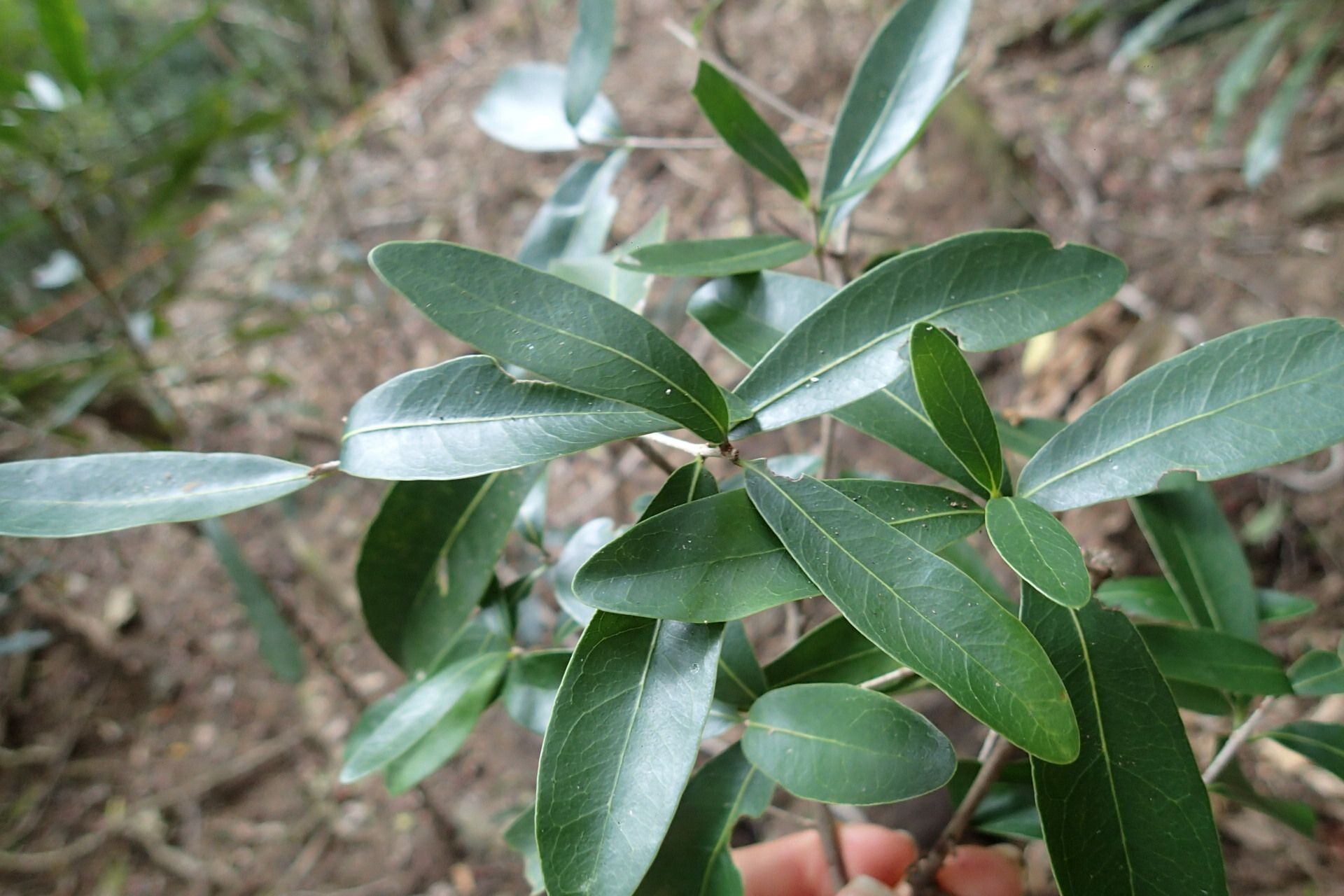 Pycnandra filipes — houseplant care guide