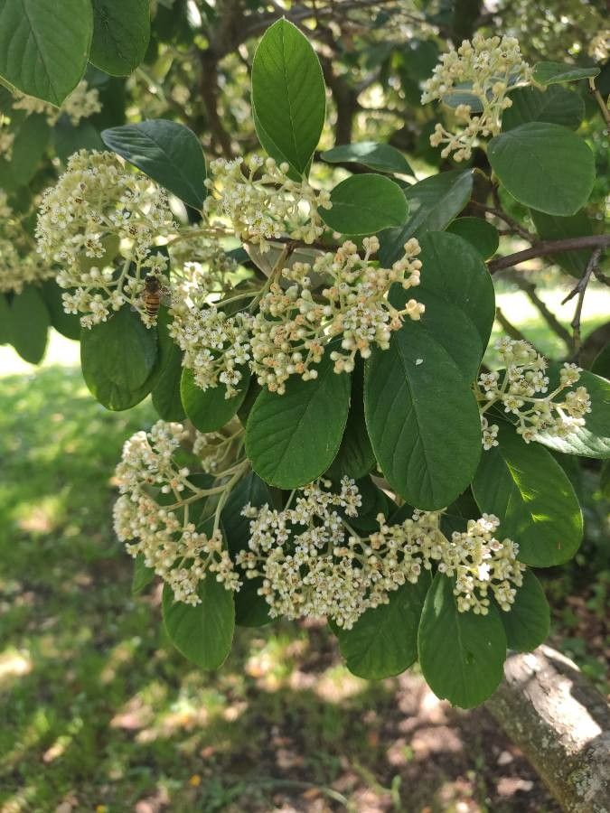 Cotoneaster lacteus flower