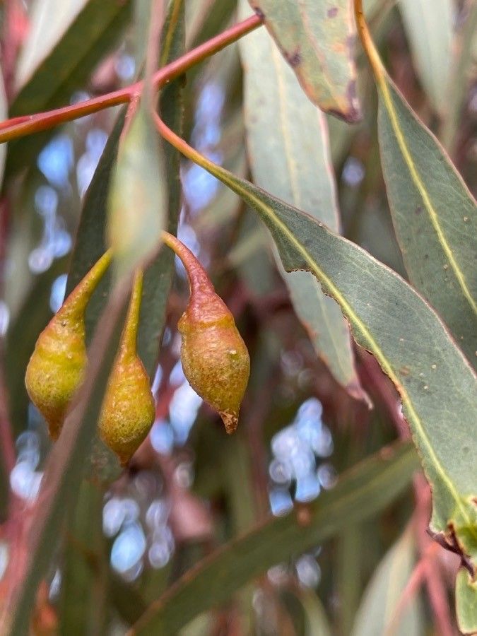 Eucalyptus leucoxylon fruit