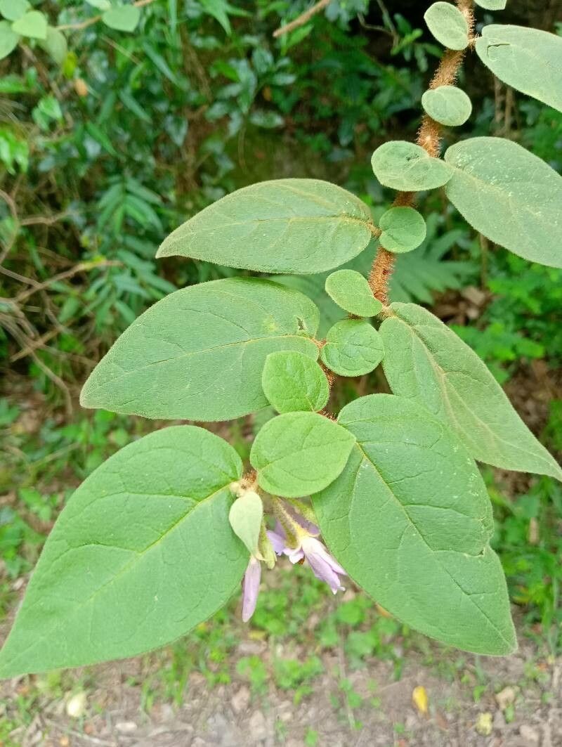 Solanum erythracanthum — houseplant care guide