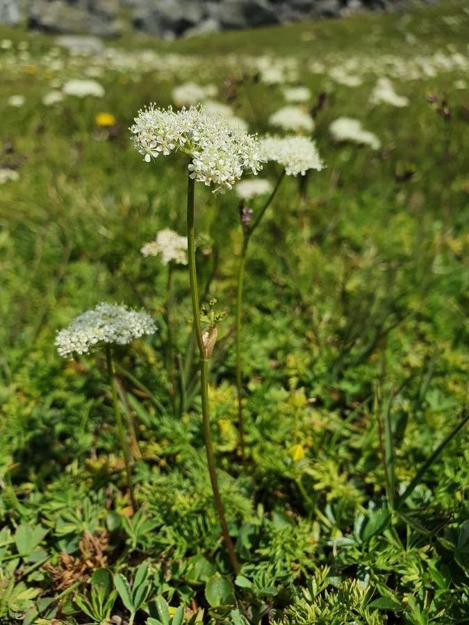 Ligusticum mutellina flower