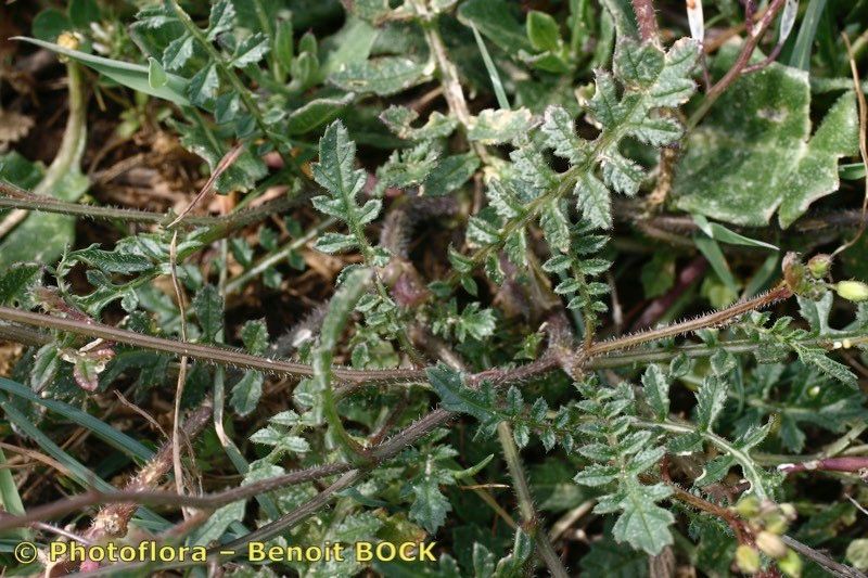Diplotaxis siifolia other