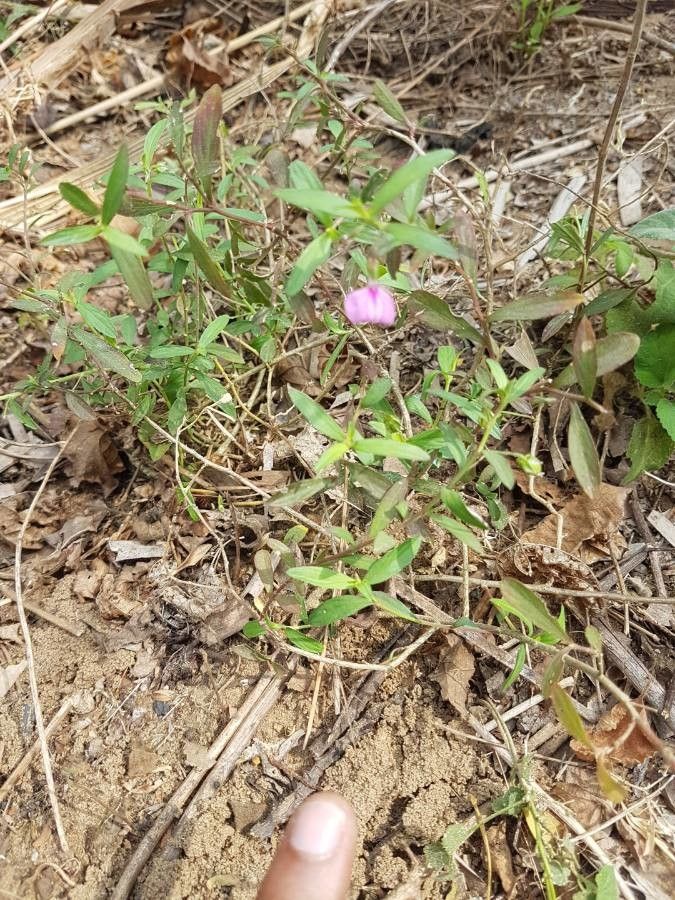 Hybanthus enneaspermus other