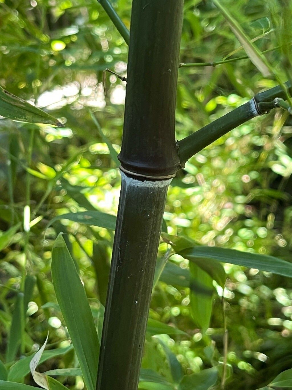 Phyllostachys acuta bark
