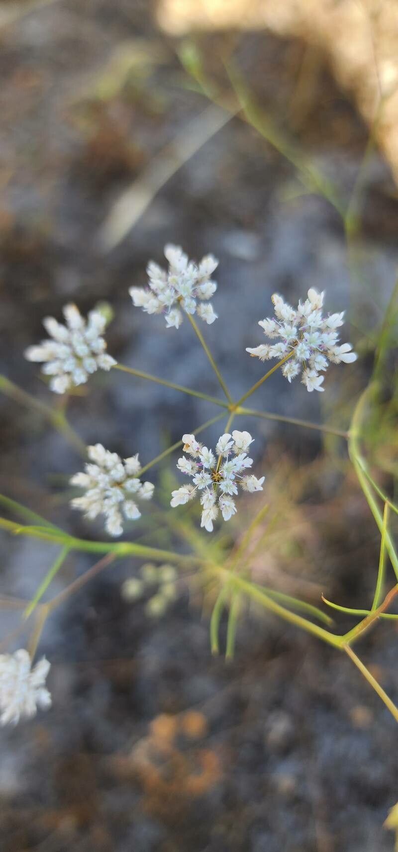 Pimpinella barbata flower