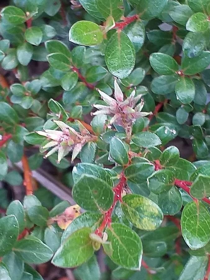 Salix × finnmarchica flower