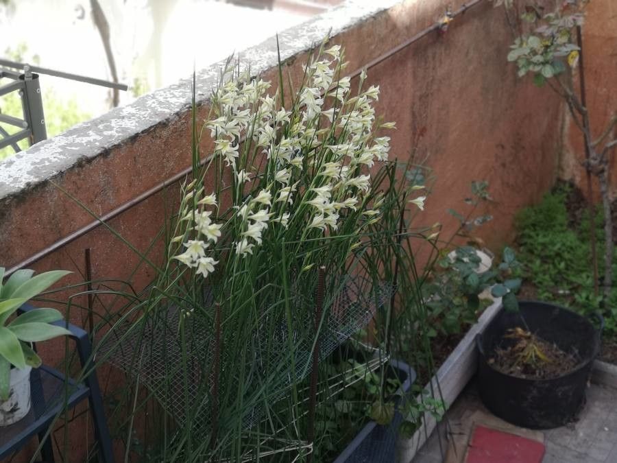 Gladiolus tristis other