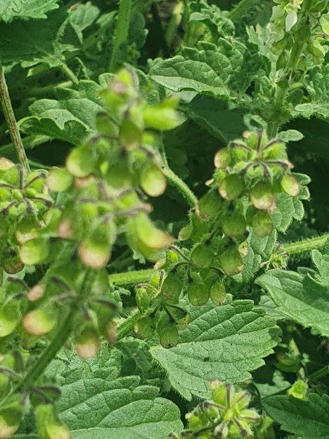 Orthosiphon pallidus fruit