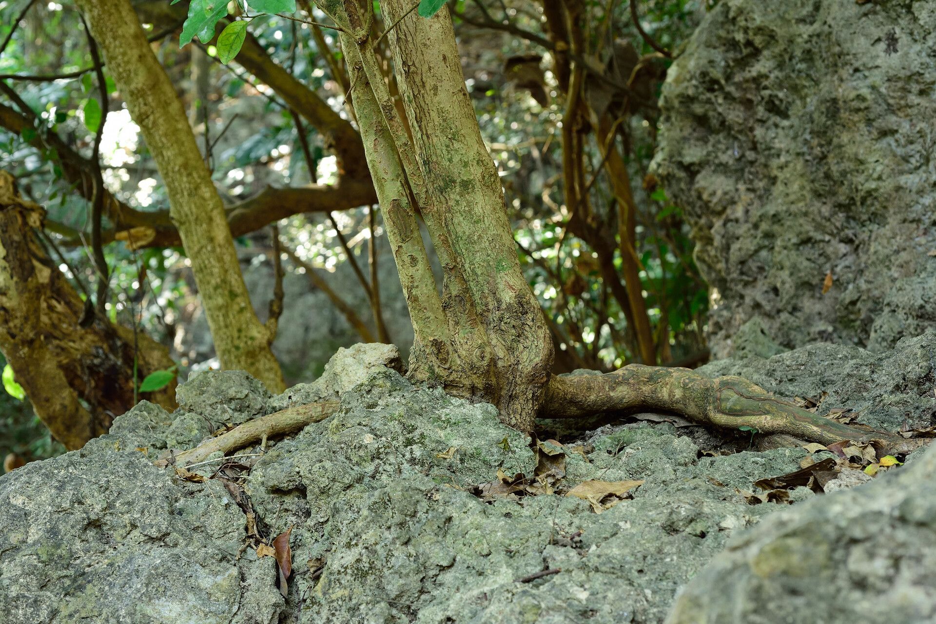 Antidesma montanum bark