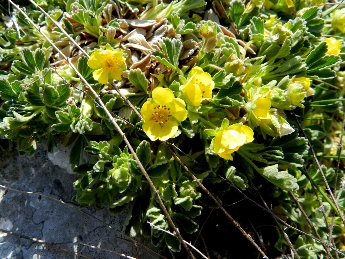 Potentilla velutina habit