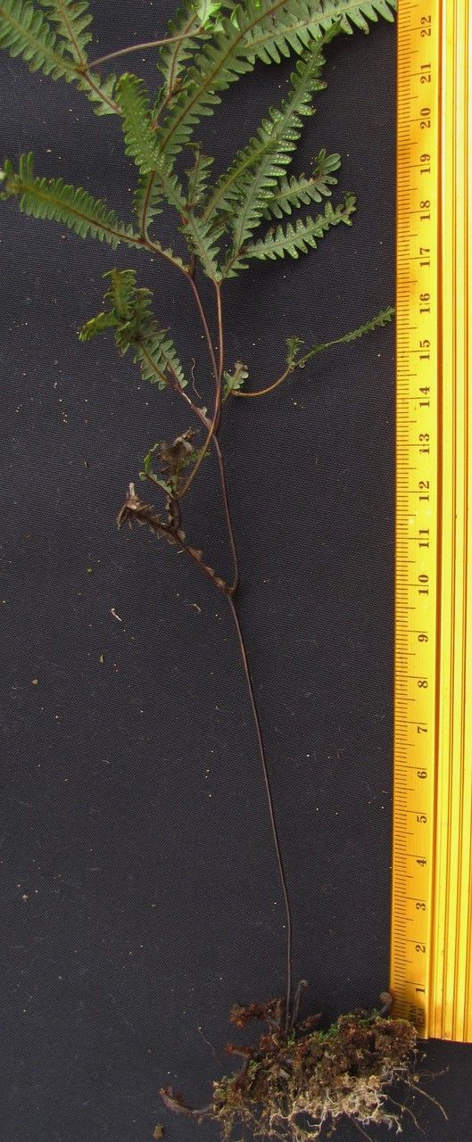 Sticherus hypoleucus other