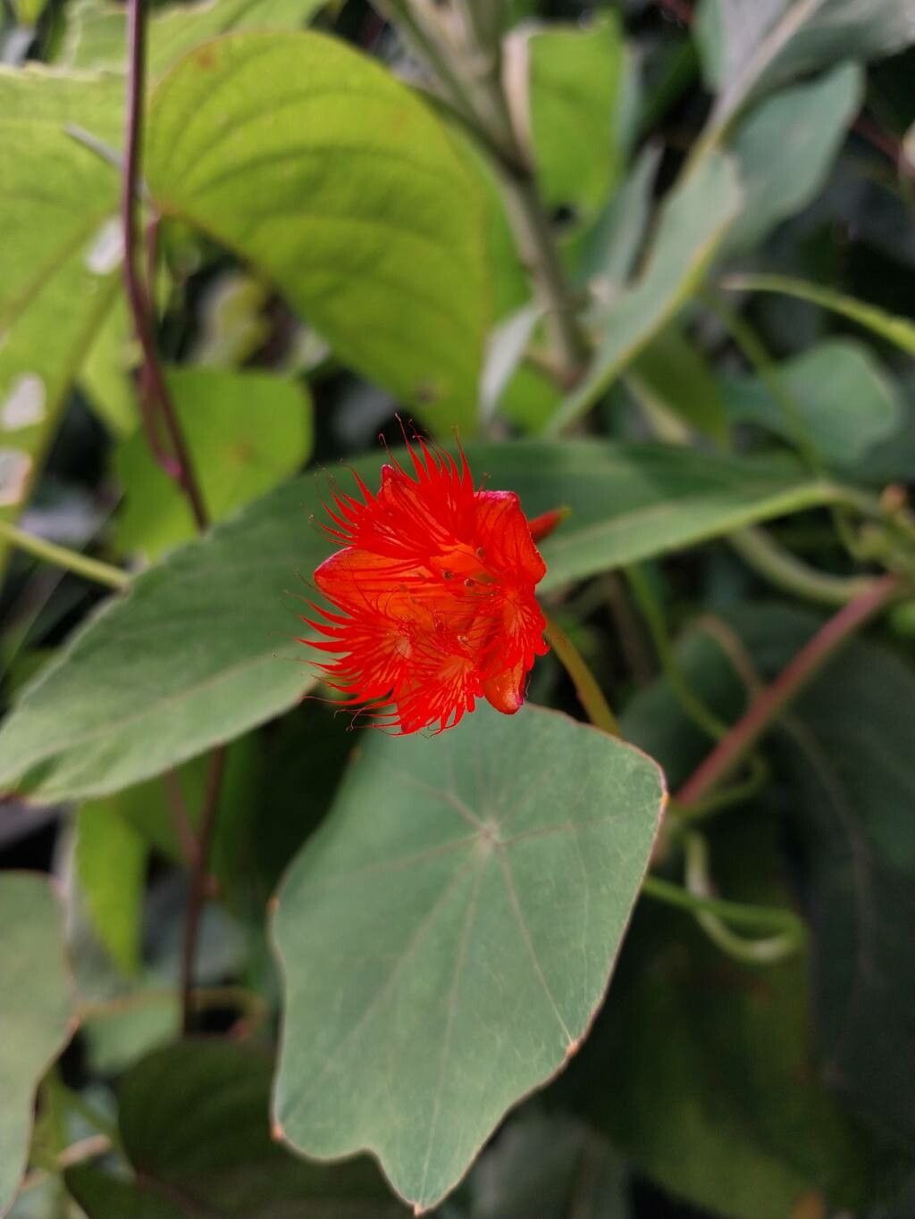 Tropaeolum moritzianum — search result for 'Tropaeolum'