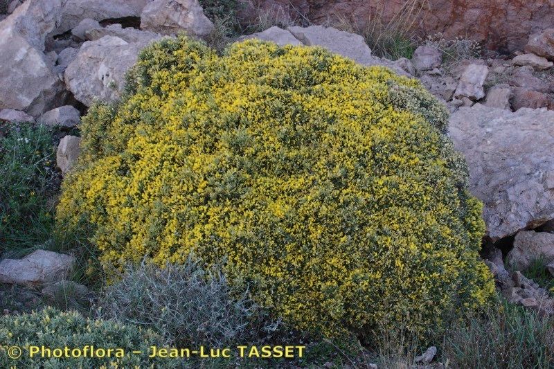 Ulex canescens habit