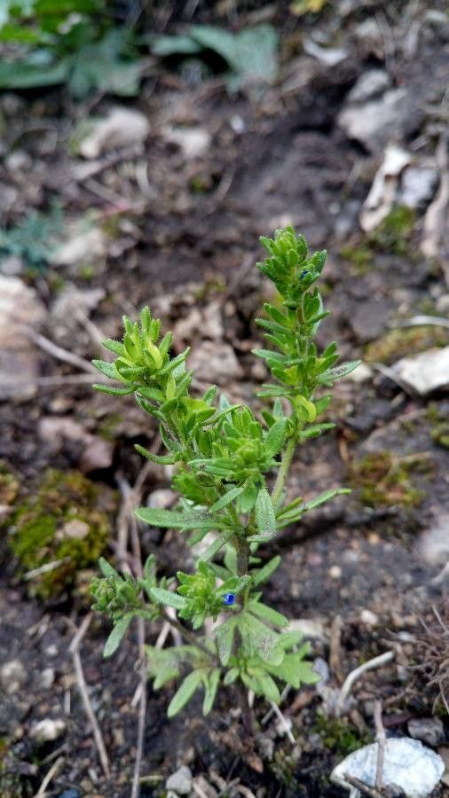 Veronica verna fruit