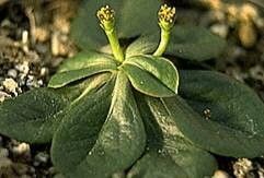 Euphorbia ecklonii — houseplant care guide