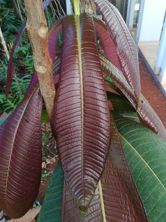 Syzygium acre — related species from the same genus