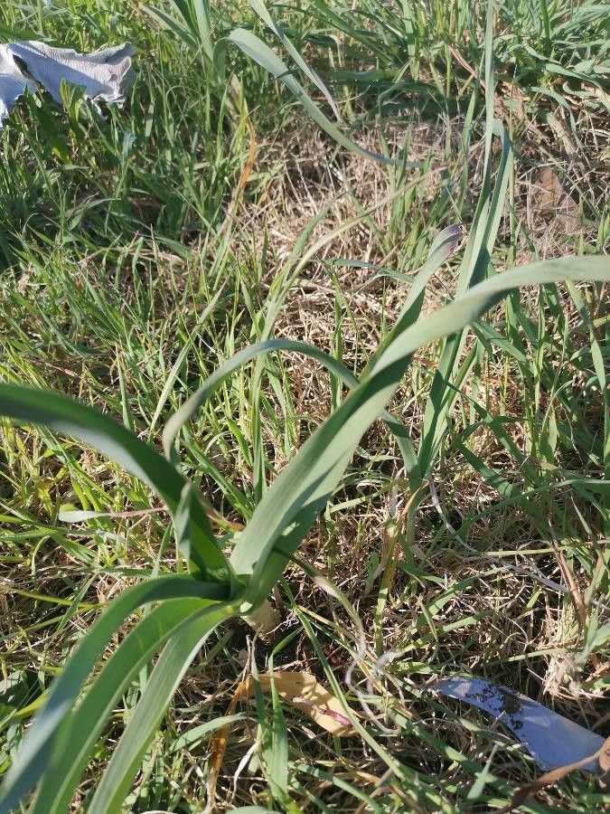 Allium lineare — natural insect repellents houseplant