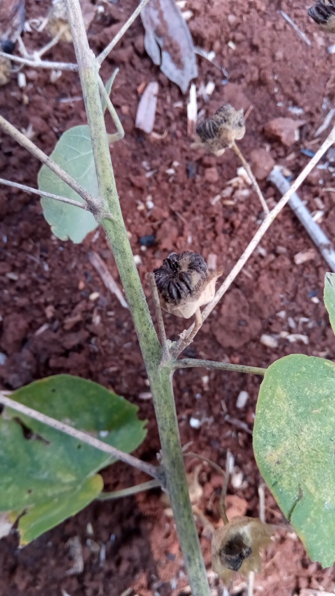 Abutilon greveanum fruit
