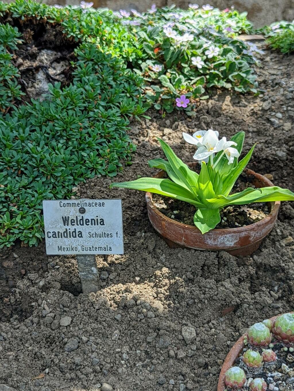 Weldenia candida other