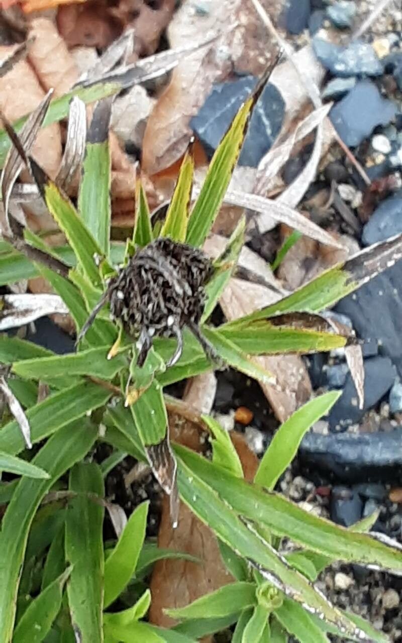 Pentanema ensifolium fruit