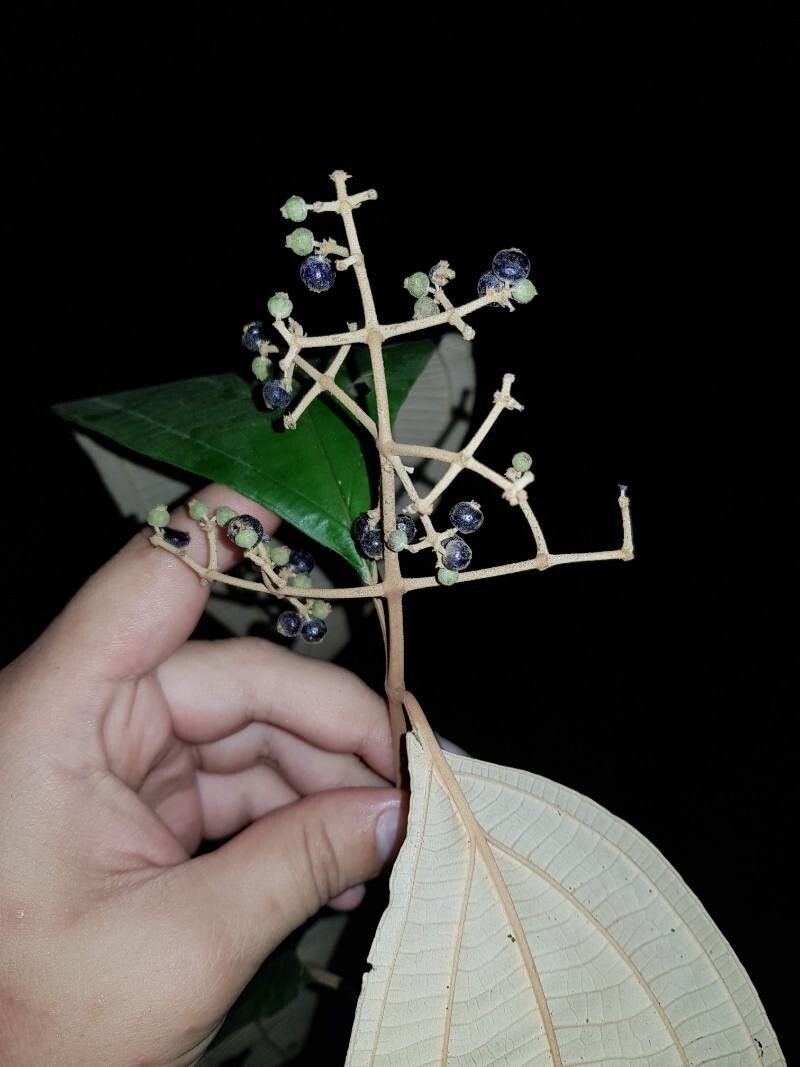 Miconia dissitinervia fruit