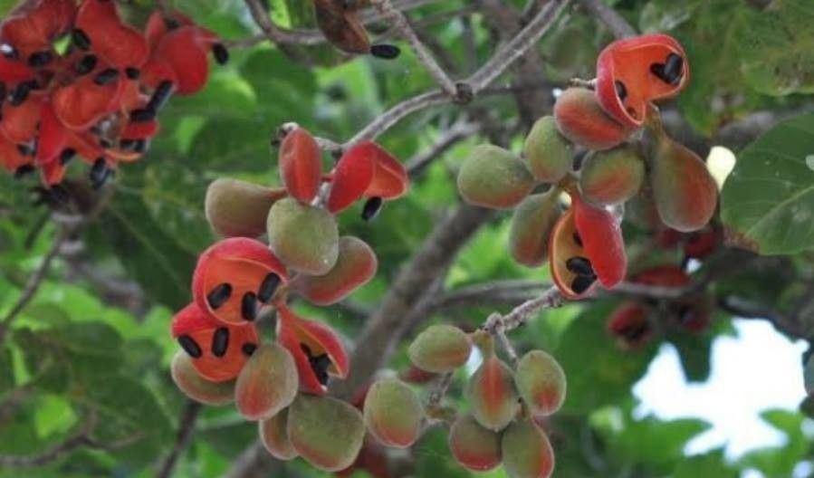 Sterculia ceramica fruit