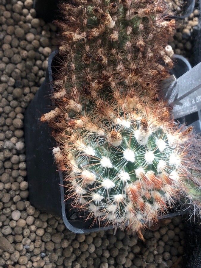 Parodia hausteiniana — houseplant care guide