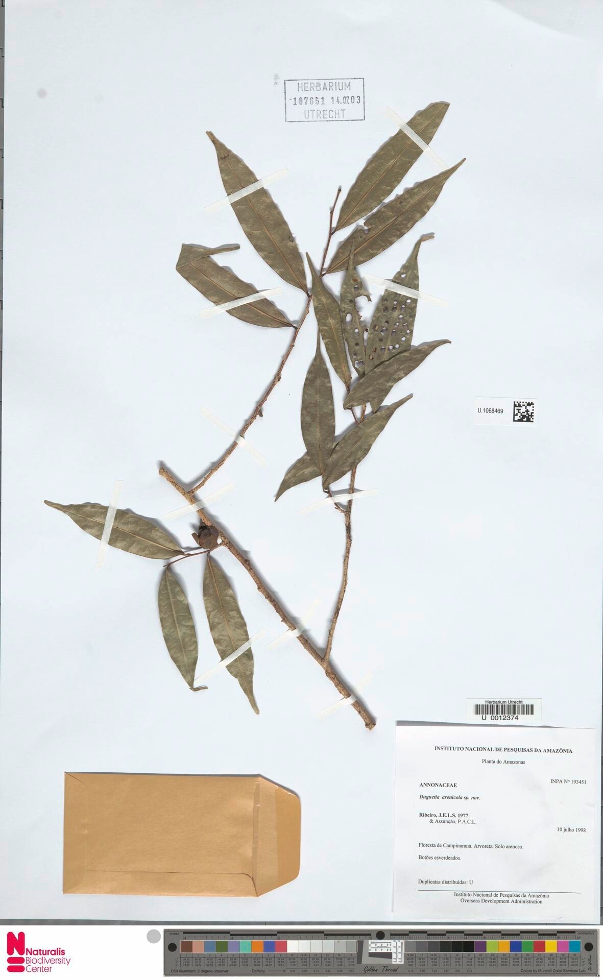 Duguetia arenicola leaf