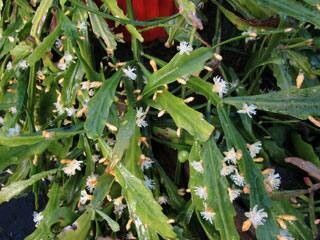 Rhipsalis goebeliana flower