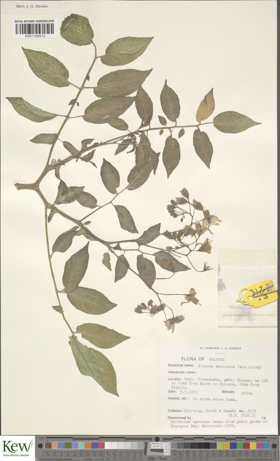 Solanum doddsii — houseplant care guide