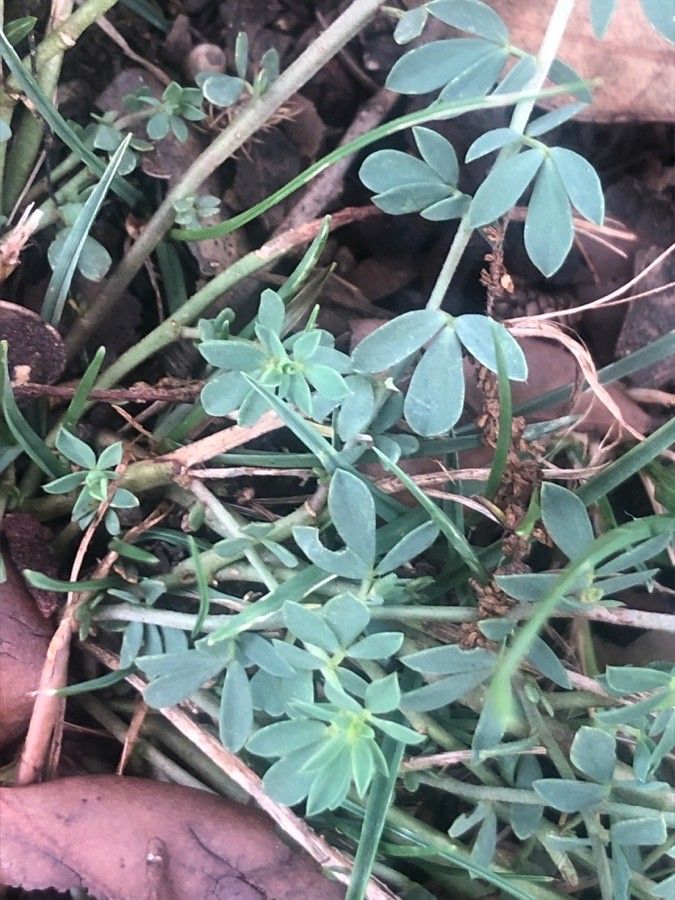 Lotus cytisoides — search result for 'Lotus'