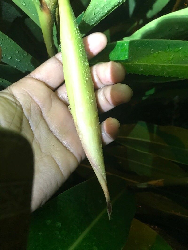 Amomum subulatum flower