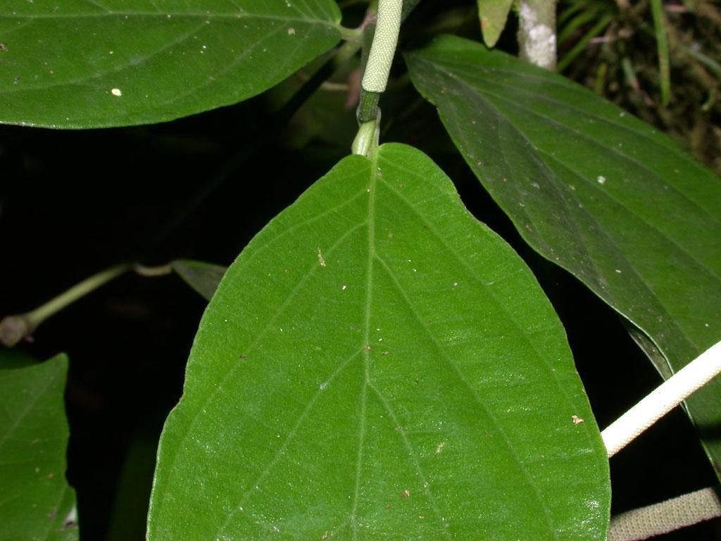 Piper silvivagum — houseplant care guide