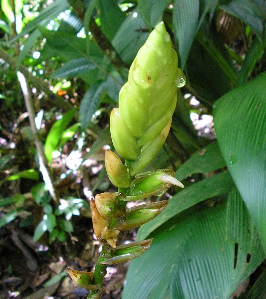 Werauhia kupperiana fruit