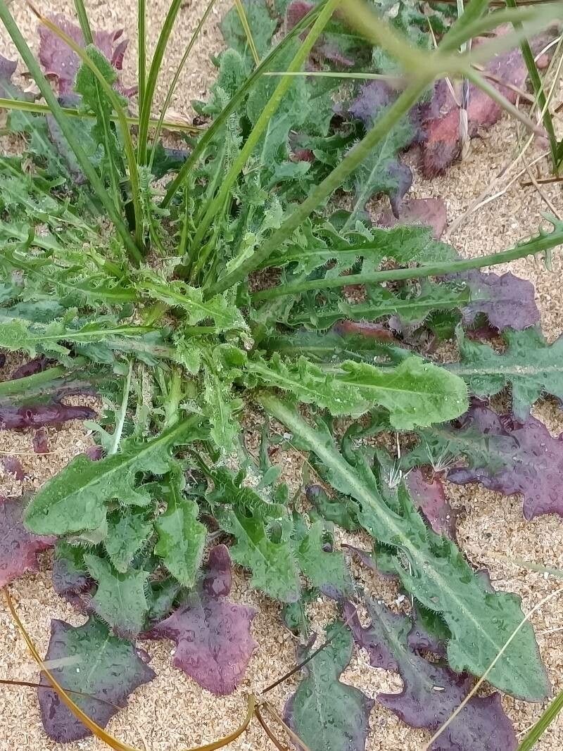 Hypochaeris radiata leaf
