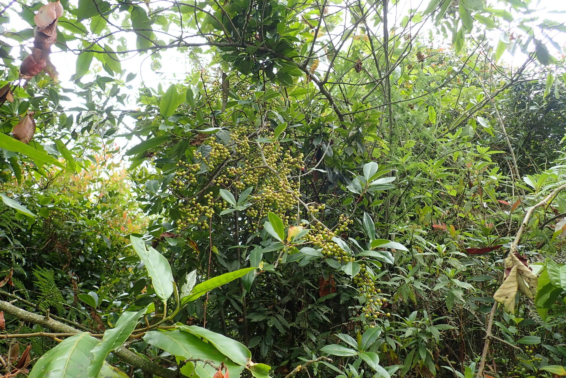 Embelia schimperi — houseplant care guide