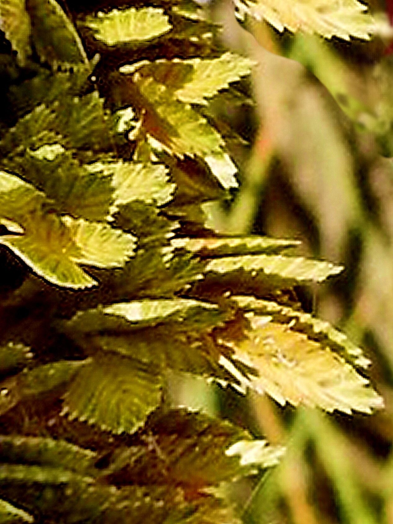 Uniola pittieri flower
