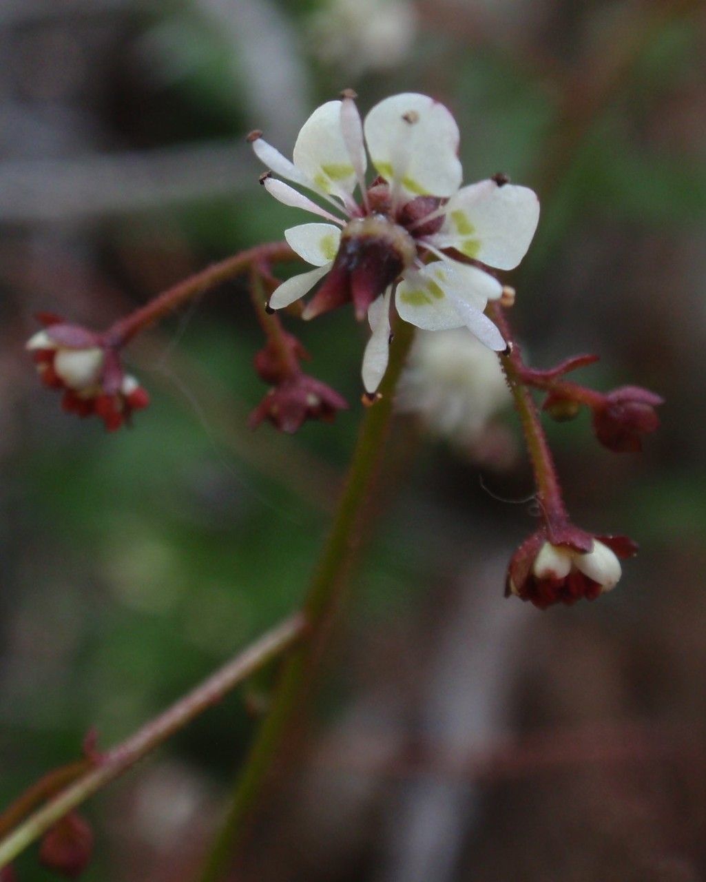 Micranthes odontoloma flower